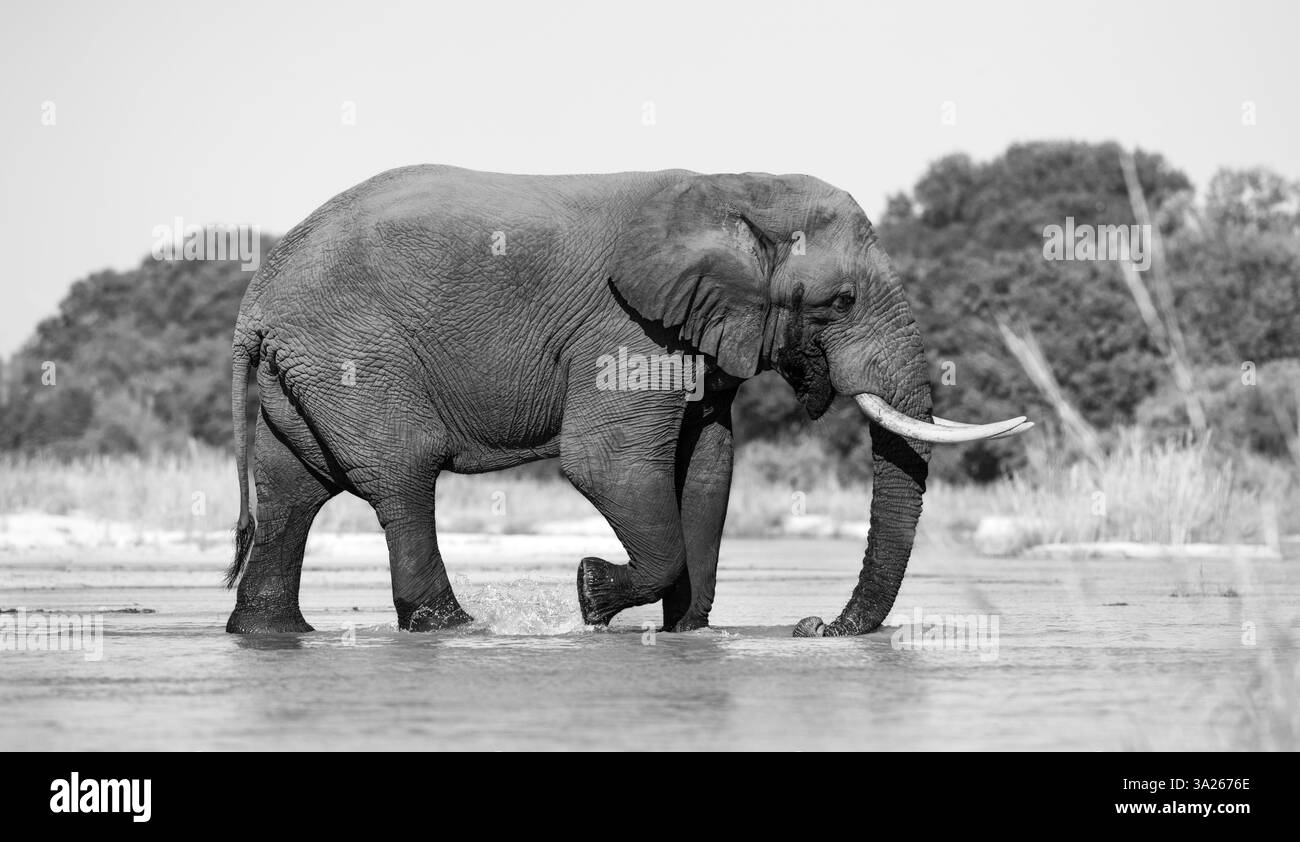 Taureau éléphant d'Afrique, Loxodonta africana, à un point d'eau, image en noir et blanc. Banque D'Images