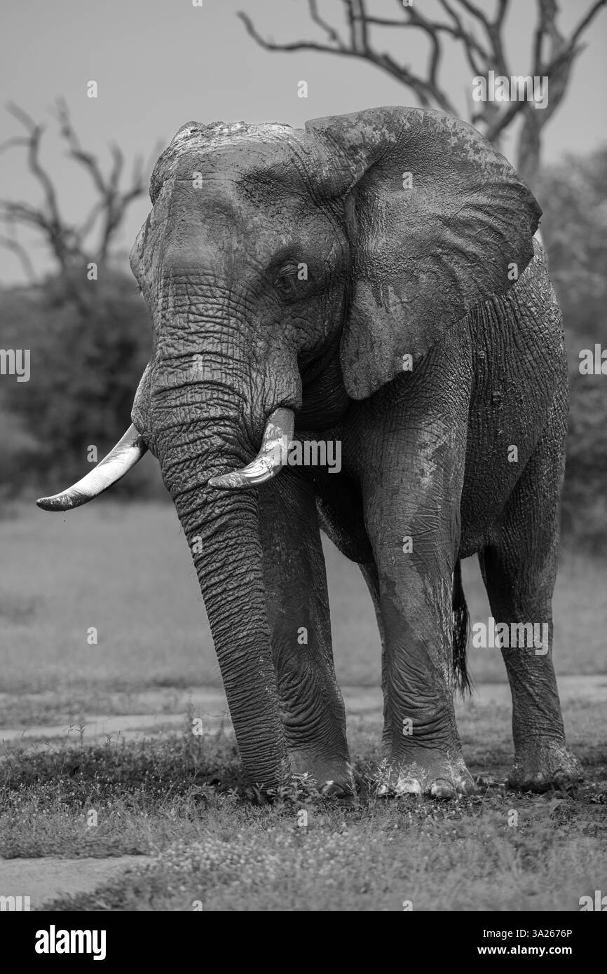 Taureau éléphant d'Afrique, Loxodonta africana, à un point d'eau, image en noir et blanc. Banque D'Images