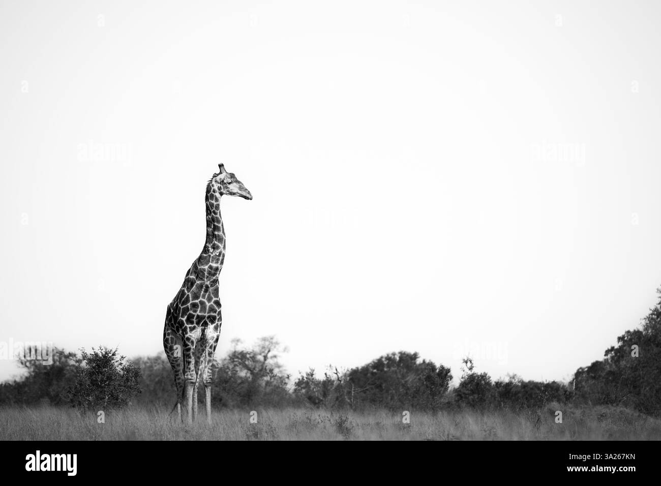 Girafe, Giraffa camelopardalis, dans un cadre pittoresque noir et blanc. Banque D'Images