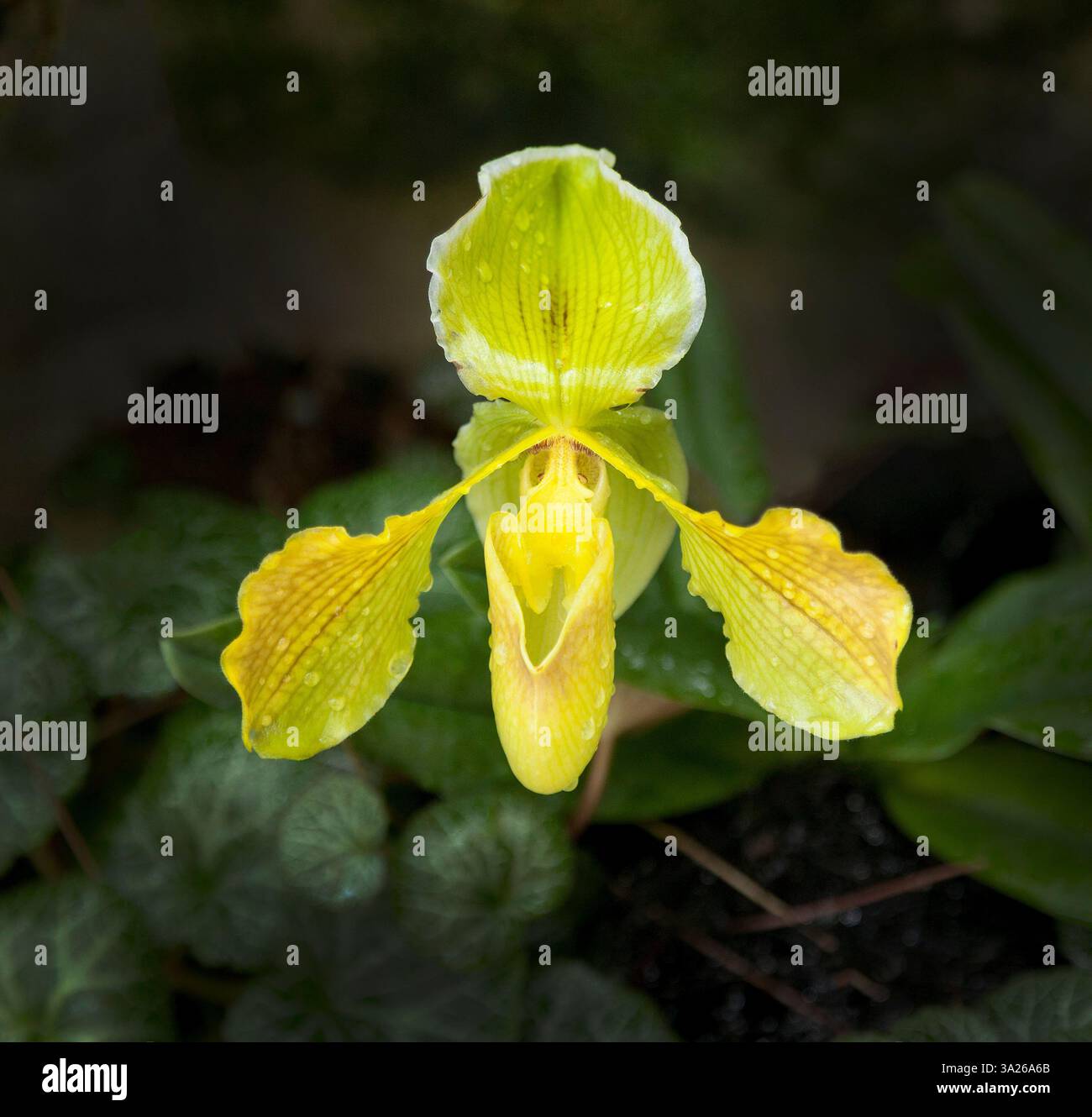 Paphiopedilum villosum, communément appelé orchidée villosum ou orchidée de pantoufle Banque D'Images