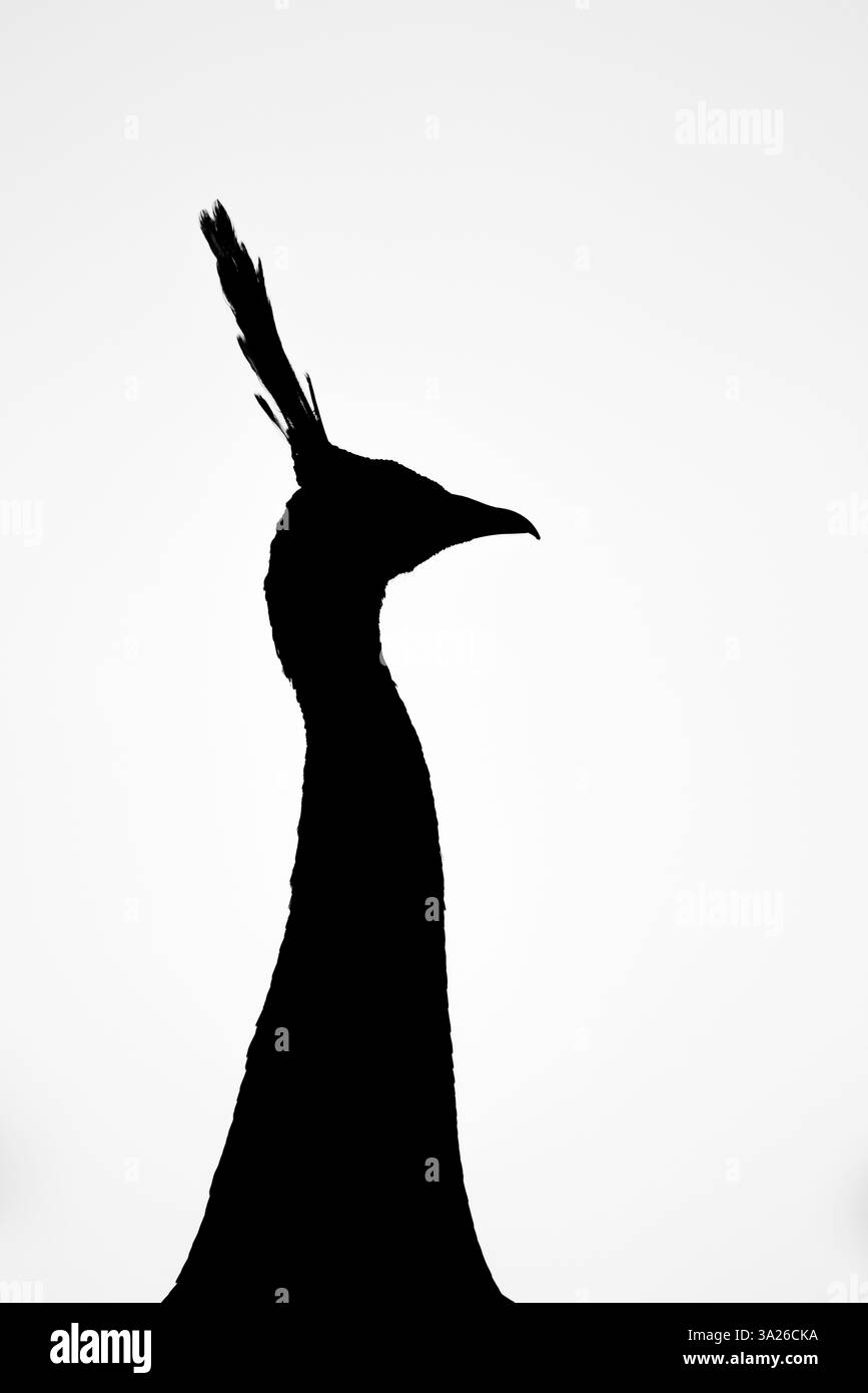 Peafowl vert Pavo muticus, portrait masculin adulte, Ban Hong Forest, Chang mai, Thaïlande, mars Banque D'Images