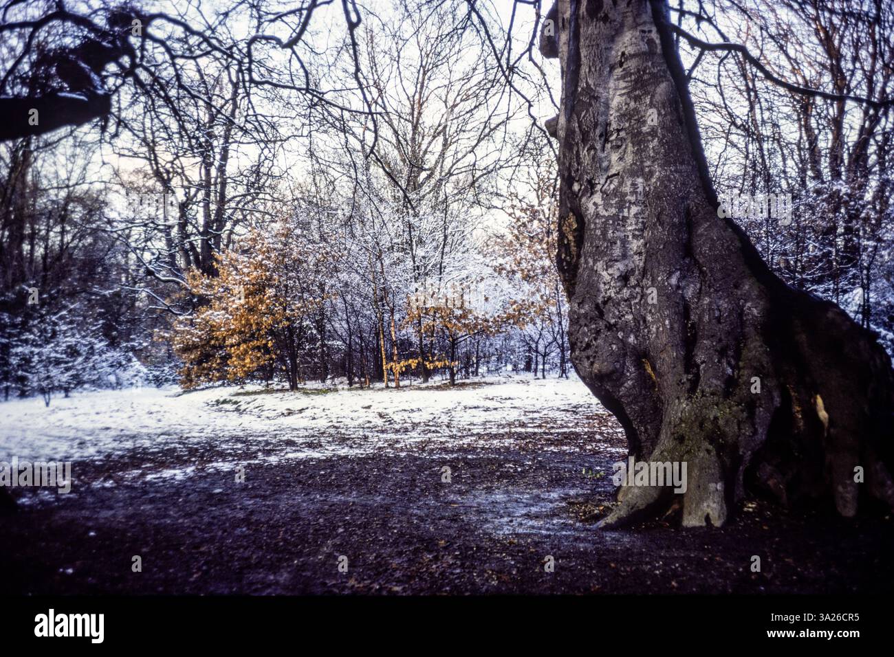 Une photo vintage d'une forêt en hiver Banque D'Images