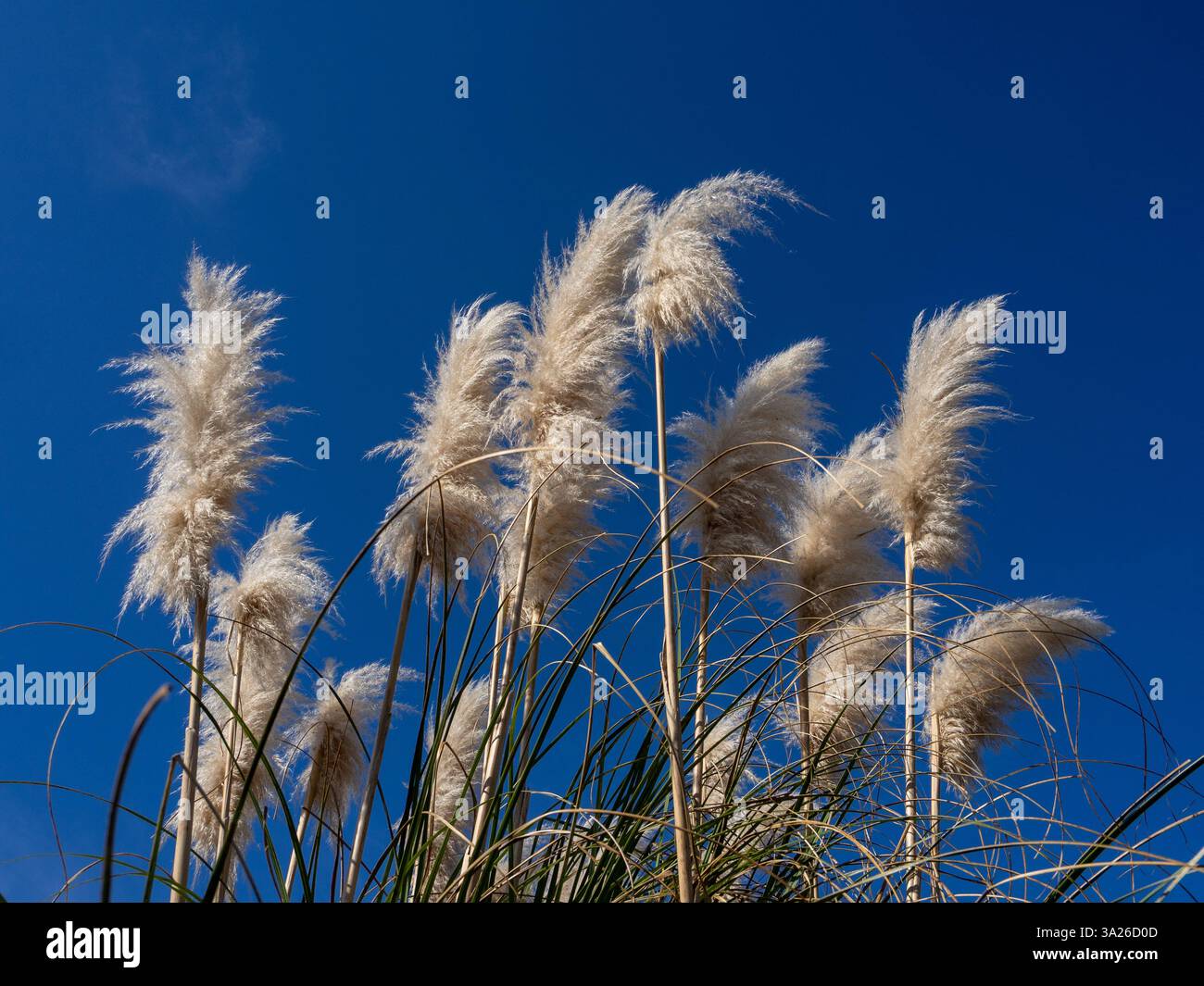 Les chefs de l'herbe de la Pampa blanche contre un ciel bleu poussant dans un jardin de devant, UK Banque D'Images