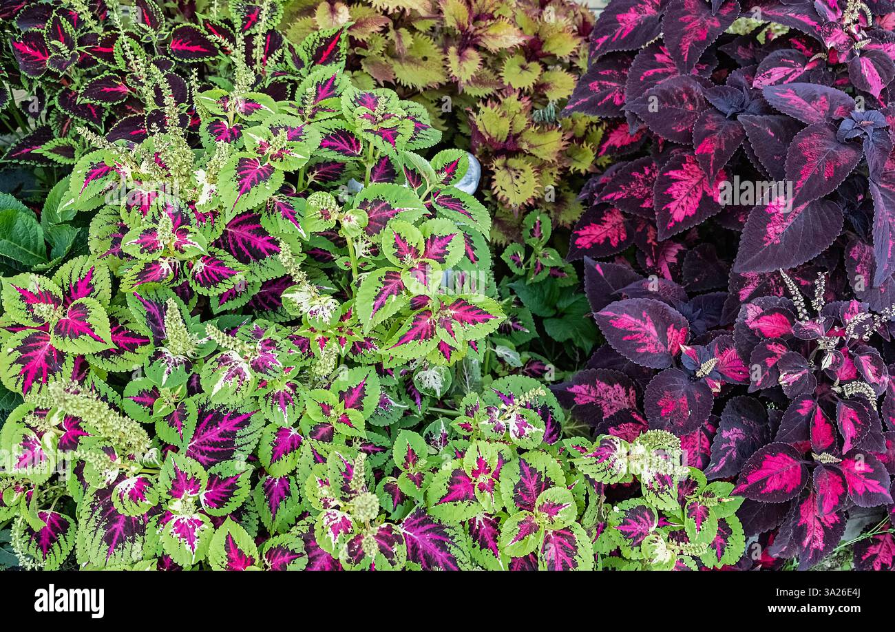 Un gros plan de feuilles de Coleus éclatantes aux couleurs violettes et vertes saisissantes. Banque D'Images