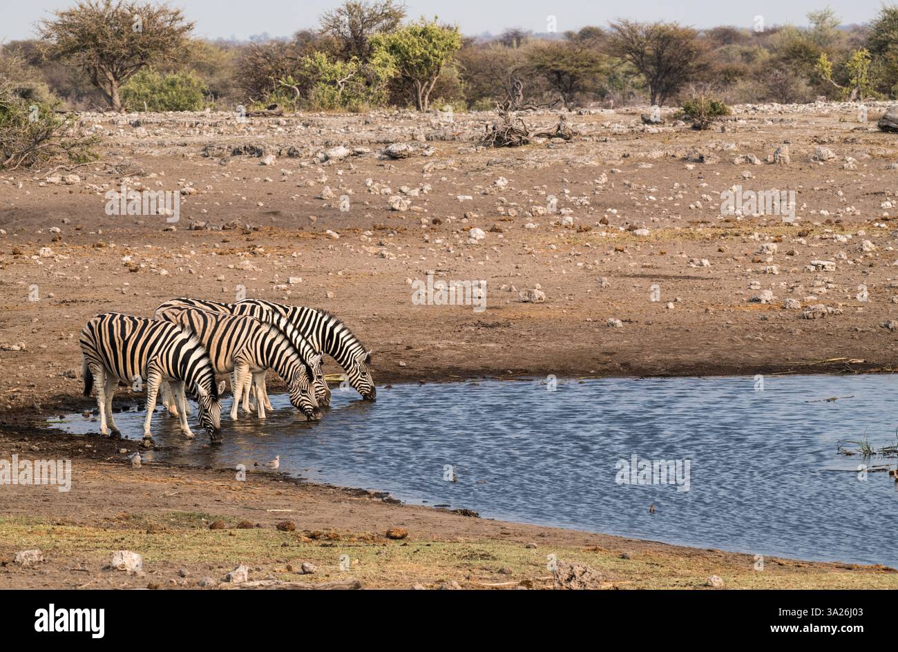 Quatre zèbres debout dans une rangée à Waterhole Drinking Water, Afrique Banque D'Images