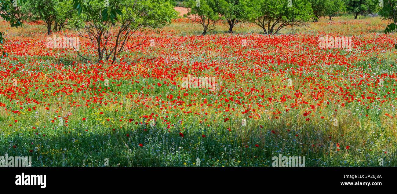 Poppy Green Wildflower nature conception de fond Banque D'Images