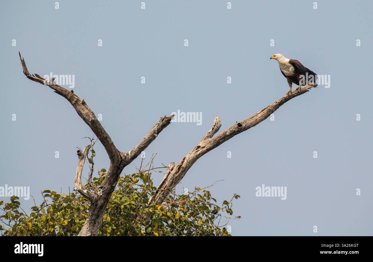 Aigle de poisson africain assis sur un arbre mort, Namibie, Afrique Banque D'Images