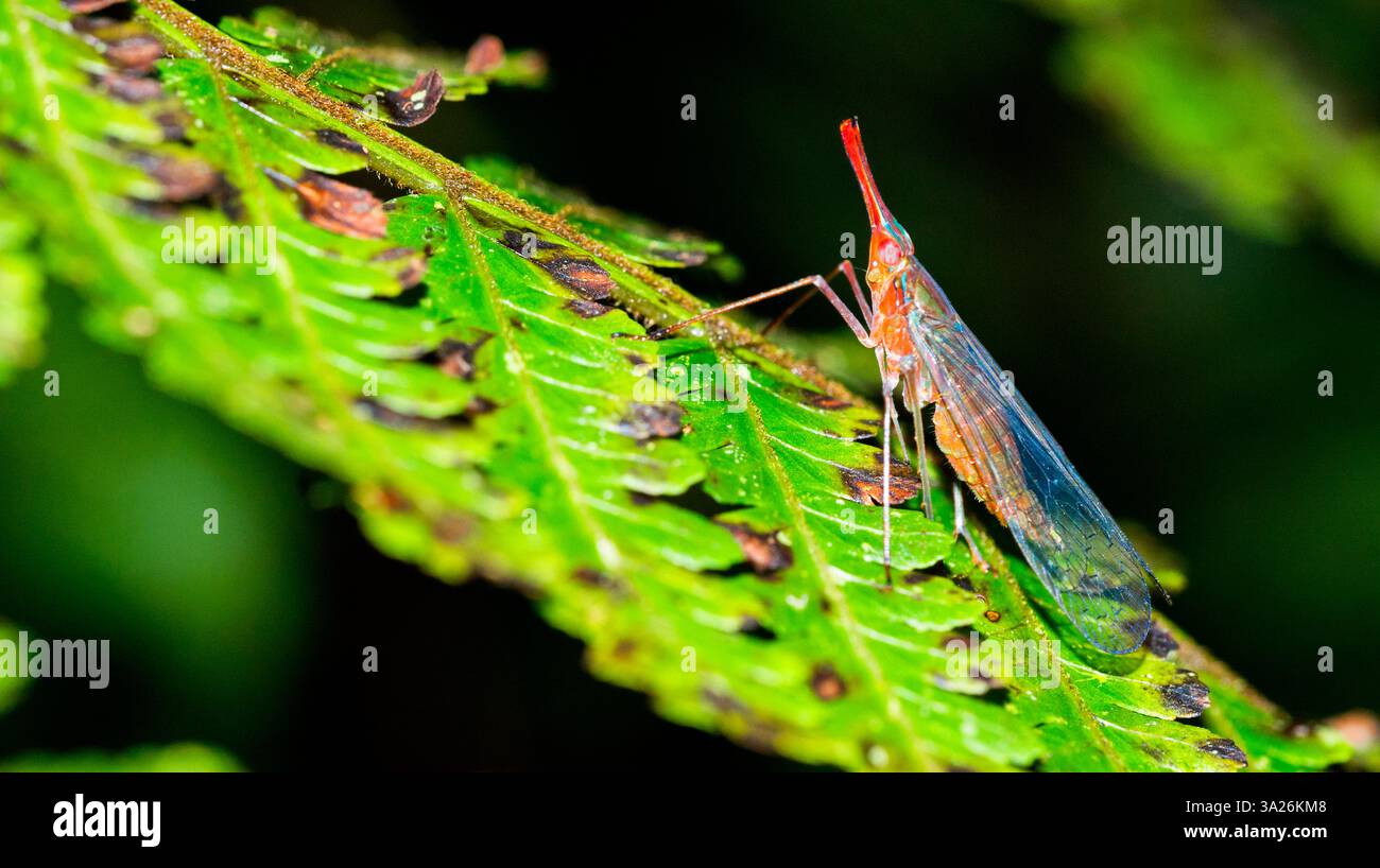 Bug, forêt tropicale humide, Boca Tapada, province d'Alajuela, Costa Rica, Amérique Banque D'Images