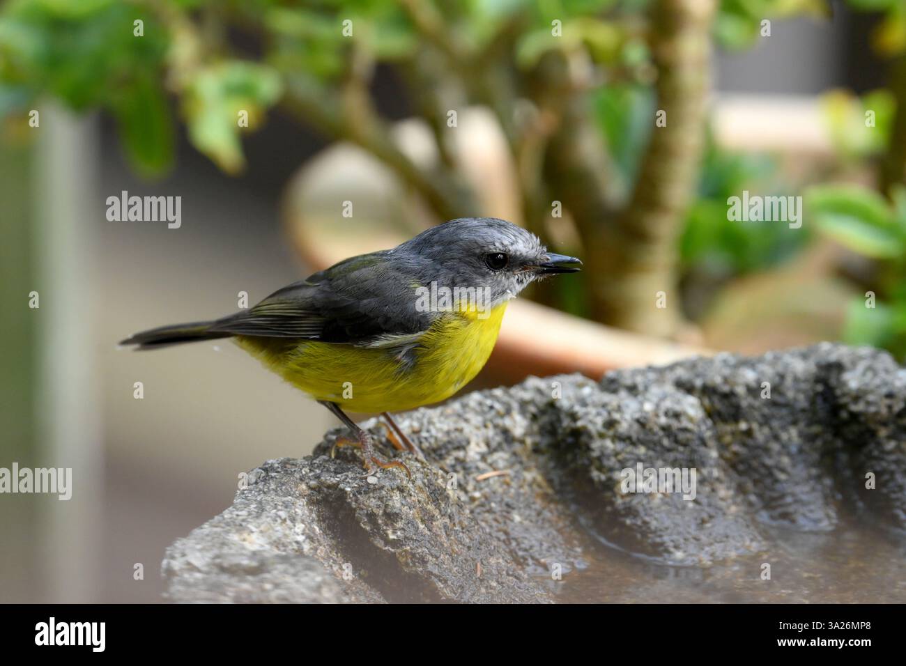 Rouge-gorge jaune sur le bain d'oiseaux dans le jardin tropical, Gippsland, Australie Banque D'Images