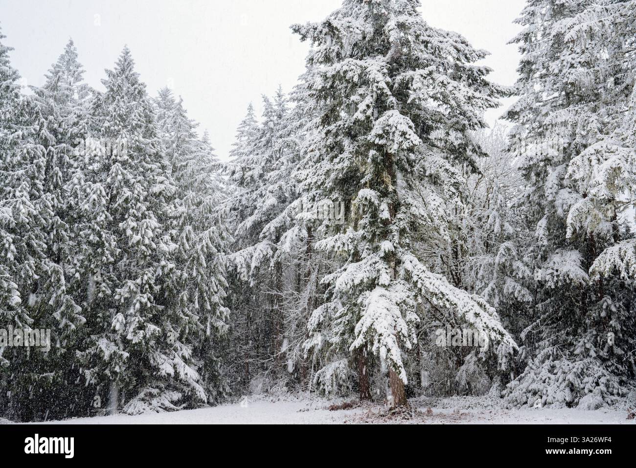 Les sapins enneigés créent une scène de forêt d'hiver sereine avec une couverture de blanc, WA, USA Banque D'Images