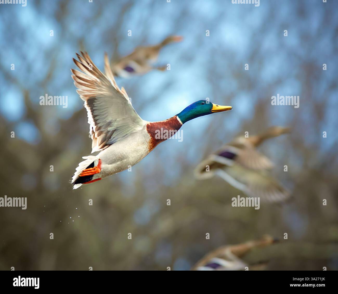 Les canards colverts volent gracieusement Banque D'Images