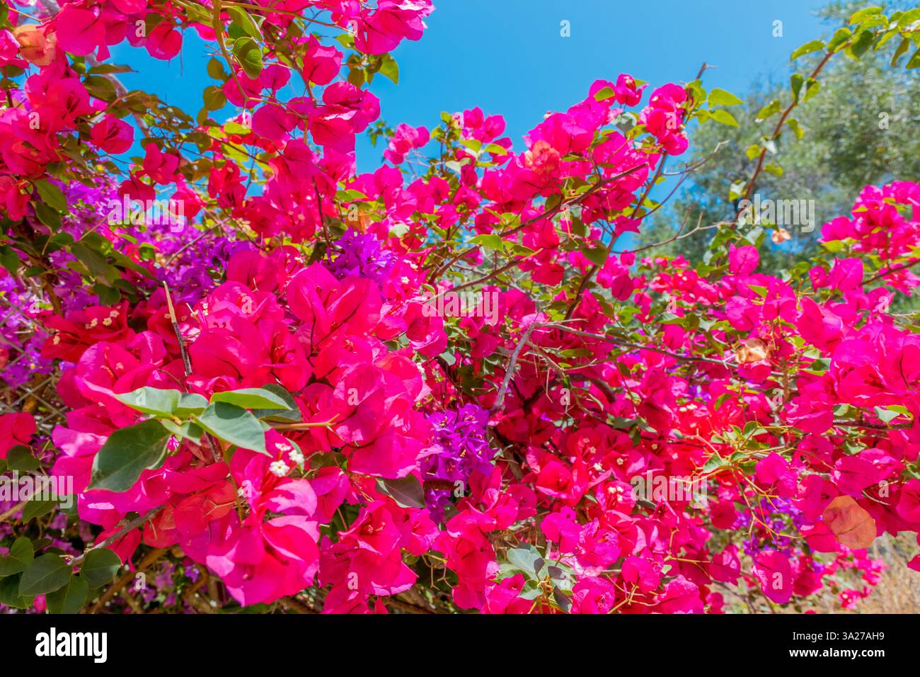 Fleurs roses Bougainvillea fleurissant gros plan avec foyer sélectif, île de Corfou, Grèce Banque D'Images