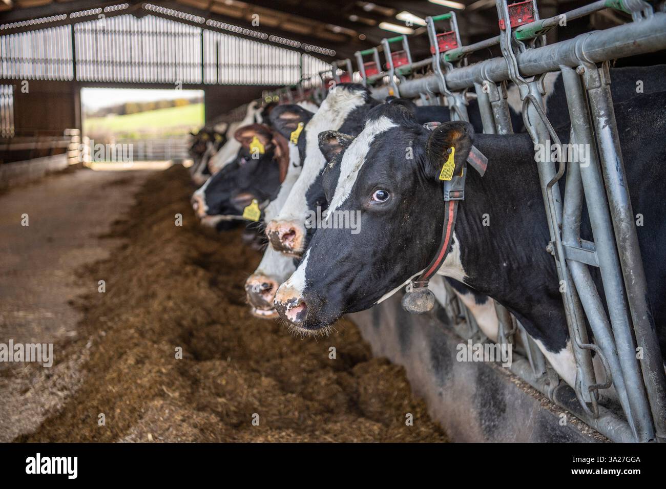 vaches laitières mangeant de l'ensilage dans une grange Banque D'Images