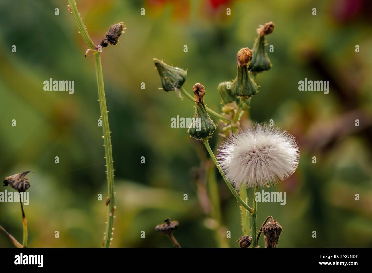Photographie rapprochée d'une bouffée de graines de sowthistle épineuse et de quelques bourgeons, capturés dans un jardin dans les montagnes andines orientales du centre de la Colombie. Banque D'Images