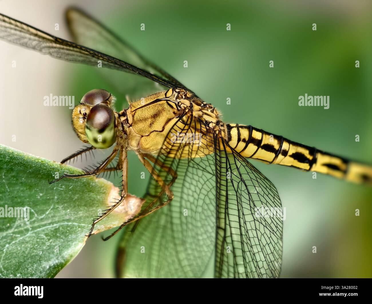 Photo macro d'une libellule jaune doré ou d'un anisoptère perché sur une feuille Banque D'Images