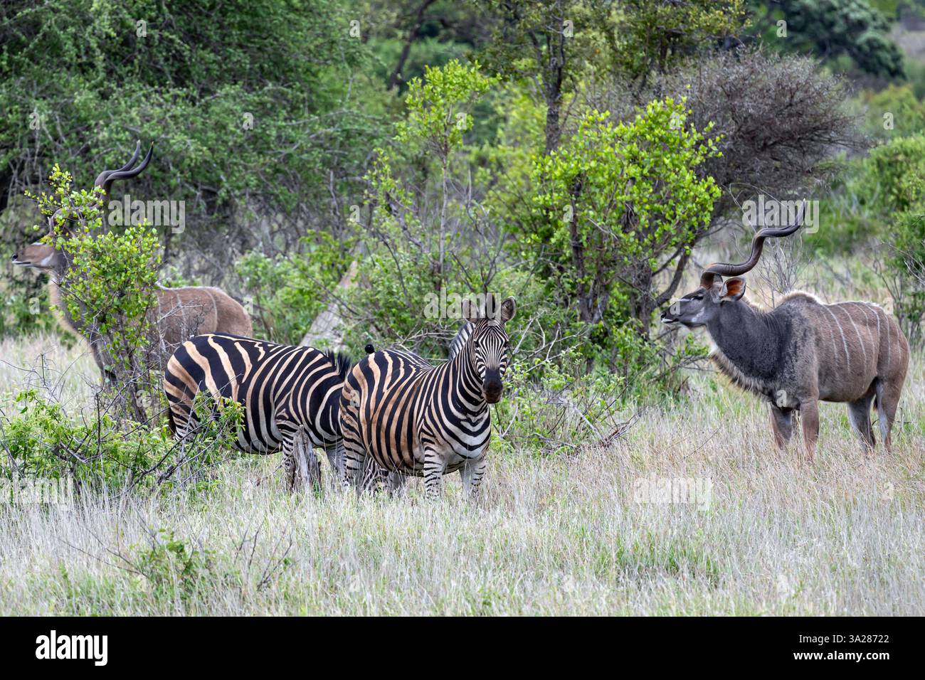 Deux grands Kudu mâles et deux zèbres dans la savane africaine, parc national Kruger, Afrique du Sud Banque D'Images