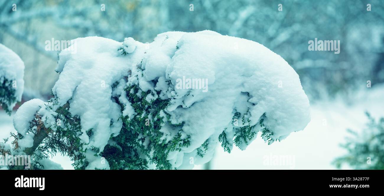 Branche de Thuja couverte de neige après de fortes chutes de neige. Bannière horizontale Banque D'Images