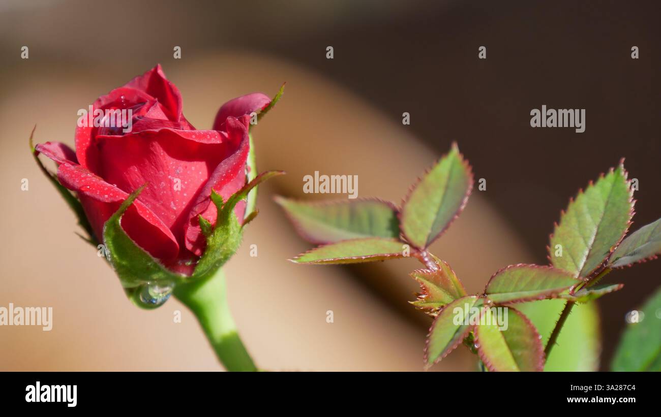 Rose rouge Banque D'Images