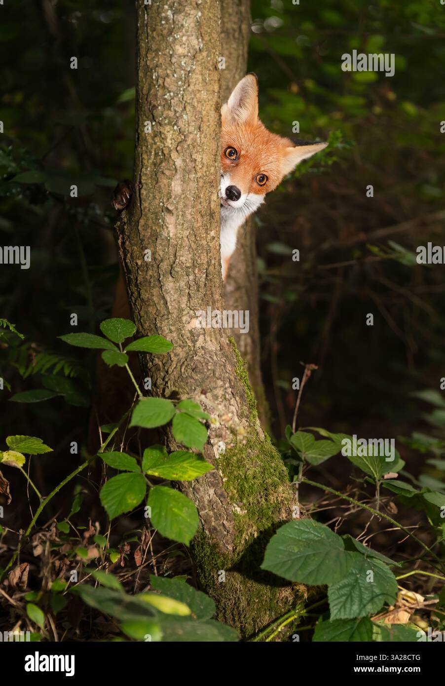 Curieux ourson de renard rouge jetant un coup d'œil derrière un arbre dans la forêt, Royaume-Uni Banque D'Images