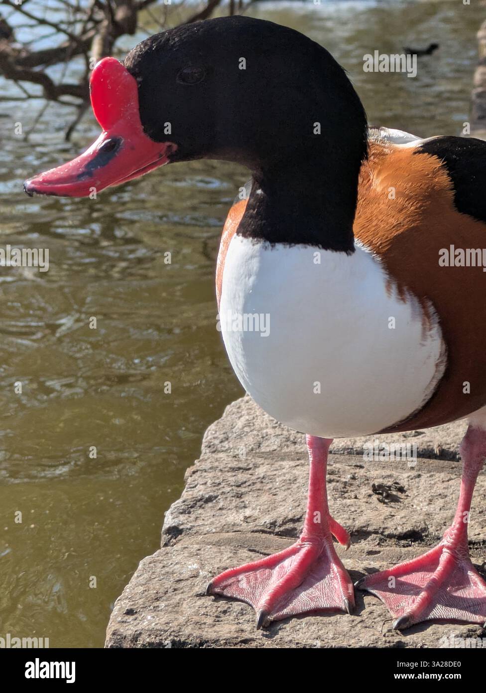 Canard avec bec et pattes rouges, tête noire, poitrine blanche et corps brun Banque D'Images