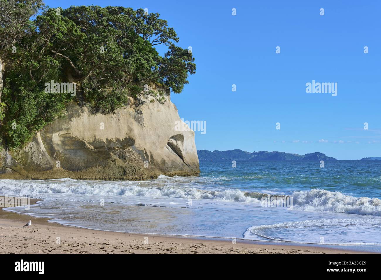 Plage de sable avec de hautes falaises et des rochers envahis par la végétation sous un ciel ensoleillé, Cathedral Cove, Hahei, péninsule de Coromandel, Île du Nord, nouvelle-Zélande, Océa Banque D'Images