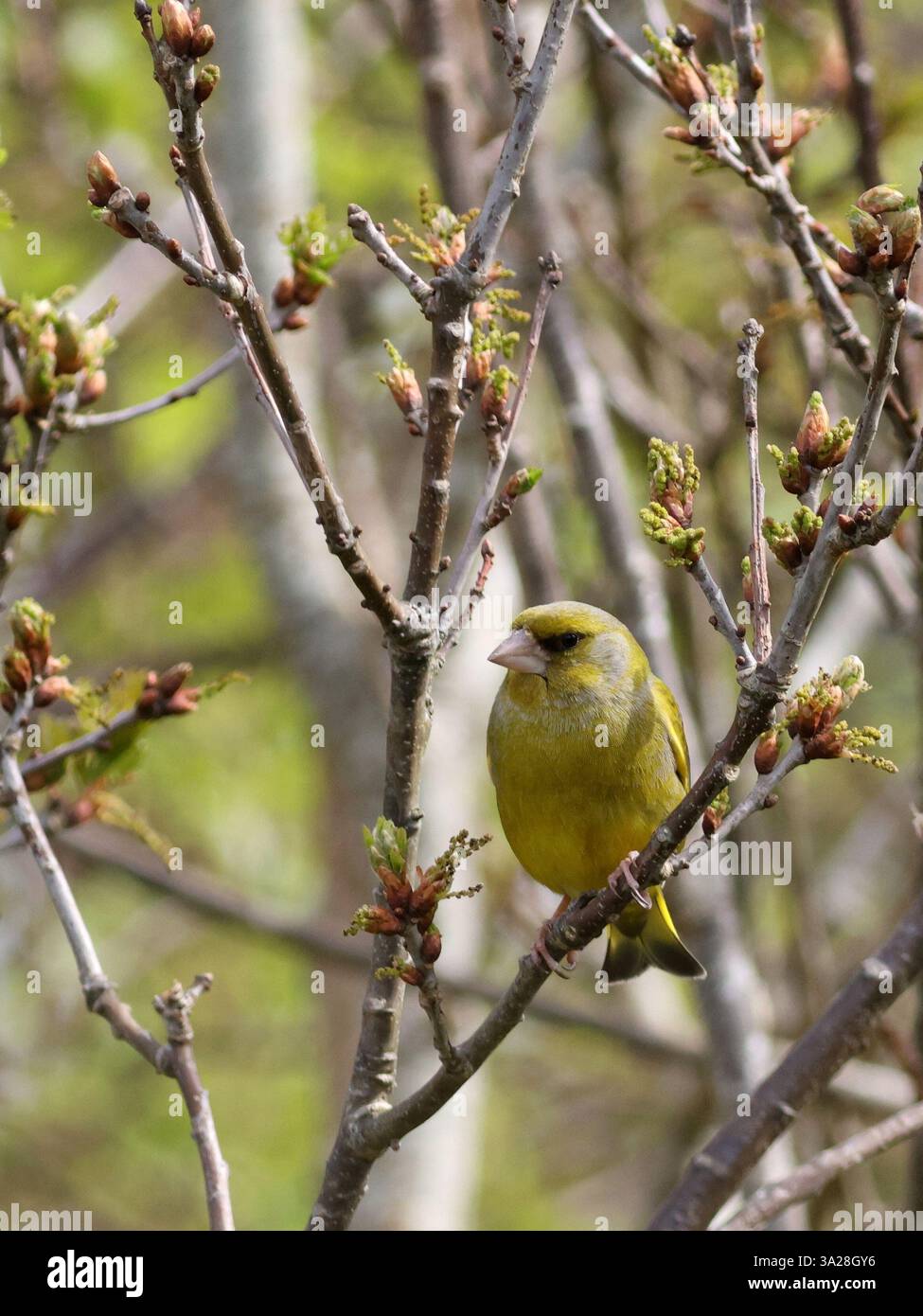 Greenfinch (Chloris chloris) perché dans les arbres Banque D'Images