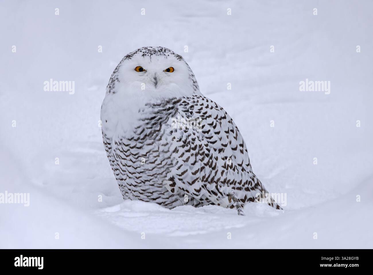 Chouette des neiges / chouette blanche / chouette arctique (Bubo scandiacus / Strix scandiaca) femelle dans la neige sur la toundra en hiver, Scandinavie Banque D'Images