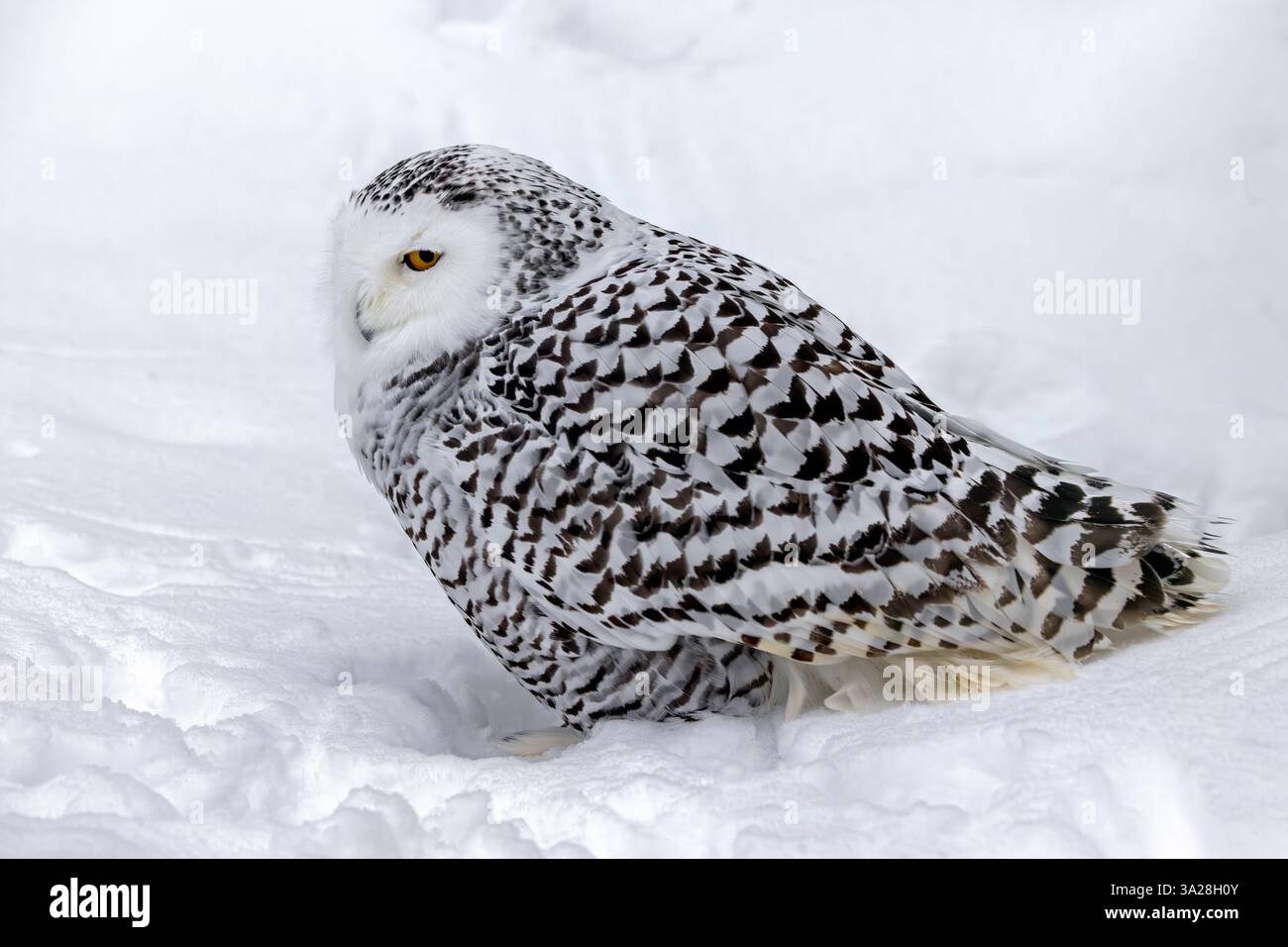 Chouette des neiges / chouette blanche / chouette arctique (Bubo scandiacus / Strix scandiaca) femelle dans la neige sur la toundra en hiver, Scandinavie Banque D'Images