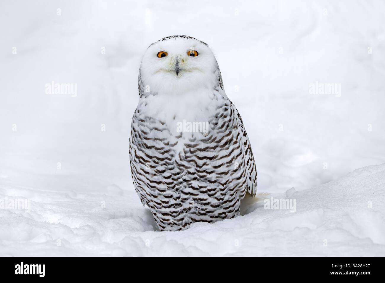 Chouette des neiges / chouette blanche / chouette arctique (Bubo scandiacus / Strix scandiaca) femelle dans la neige sur la toundra en hiver, Scandinavie Banque D'Images
