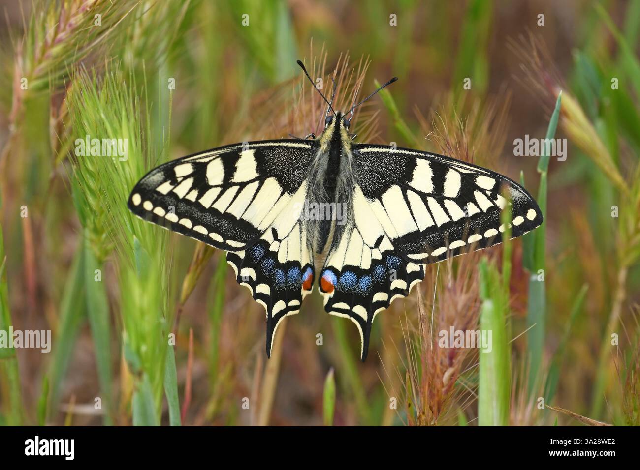 Papillon à queue d'aronde - étendez les ailes tout en se reposant iin dans le champ. Banque D'Images