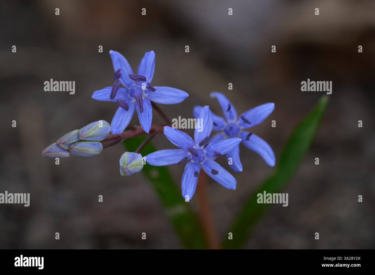 Fleur de Scilla bifolia en détail de la tête de fleur. Connue sous le nom de courge alpine ou de courge à deux feuilles. Fleur de printemps bleu-violet dans la forêt de feuillus. Banque D'Images