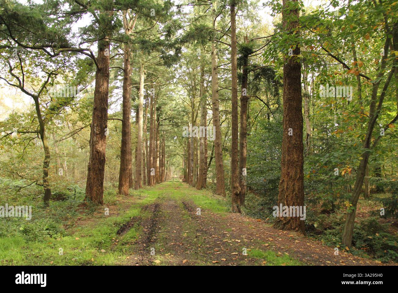 un chemin de terre avec des pistes de voitures et une ruelle de grands arbres dans une forêt en automne Banque D'Images un chemin de terre avec des pistes de voitures et une ruelle de grands arbres dans une forêt en automne Banque D'Images