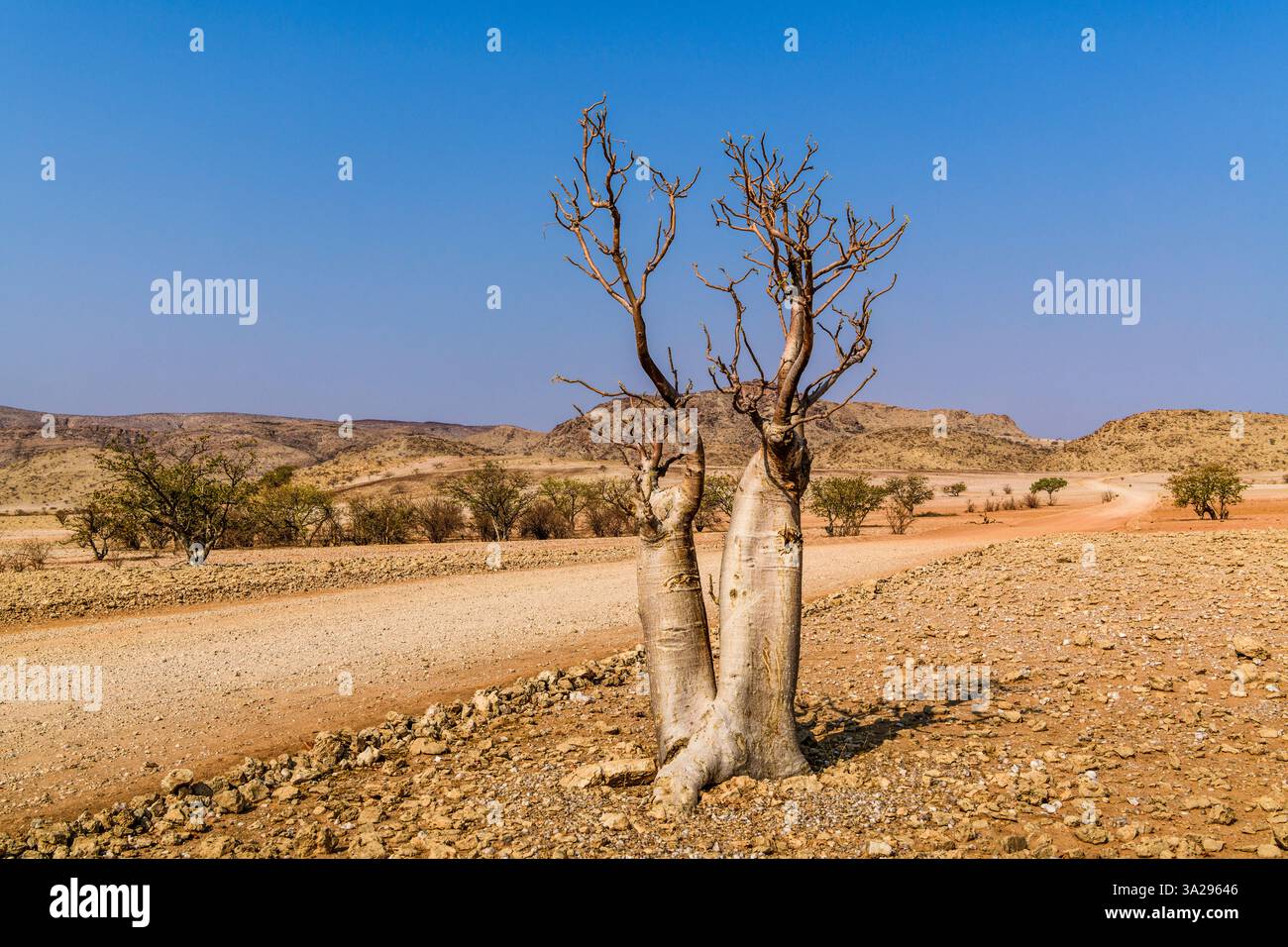 Arbre africain dans un paysage aride et aride de Kaokoveld, Sesfontein, Namibie Banque D'Images