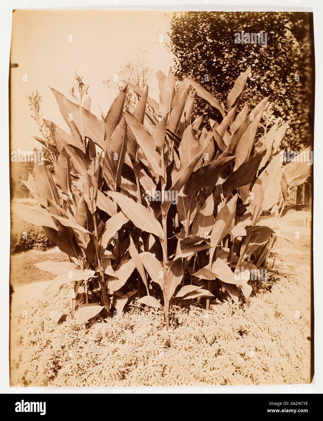 Cette photographie d'Atget, intitulée 'Balisier', capture la beauté d'une plante tropicale, en se concentrant sur ses formes audacieuses et frappantes contrastant avec l'environnement environnant. Banque D'Images Cette photographie d'Atget, intitulée 'Balisier', capture la beauté d'une plante tropicale, en se concentrant sur ses formes audacieuses et frappantes contrastant avec l'environnement environnant. Banque D'Images