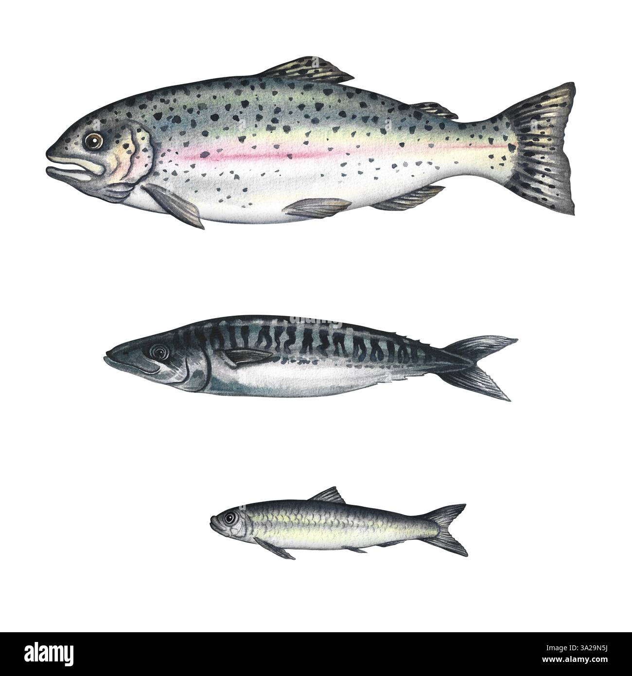 Ensemble avec poissons, truites, maquereau, sardines. Une illustration d'aquarelle dessinée à la main. Image couleur de fruits de mer. Séparé de l'arrière-plan. Parfait pour le menu Banque D'Images