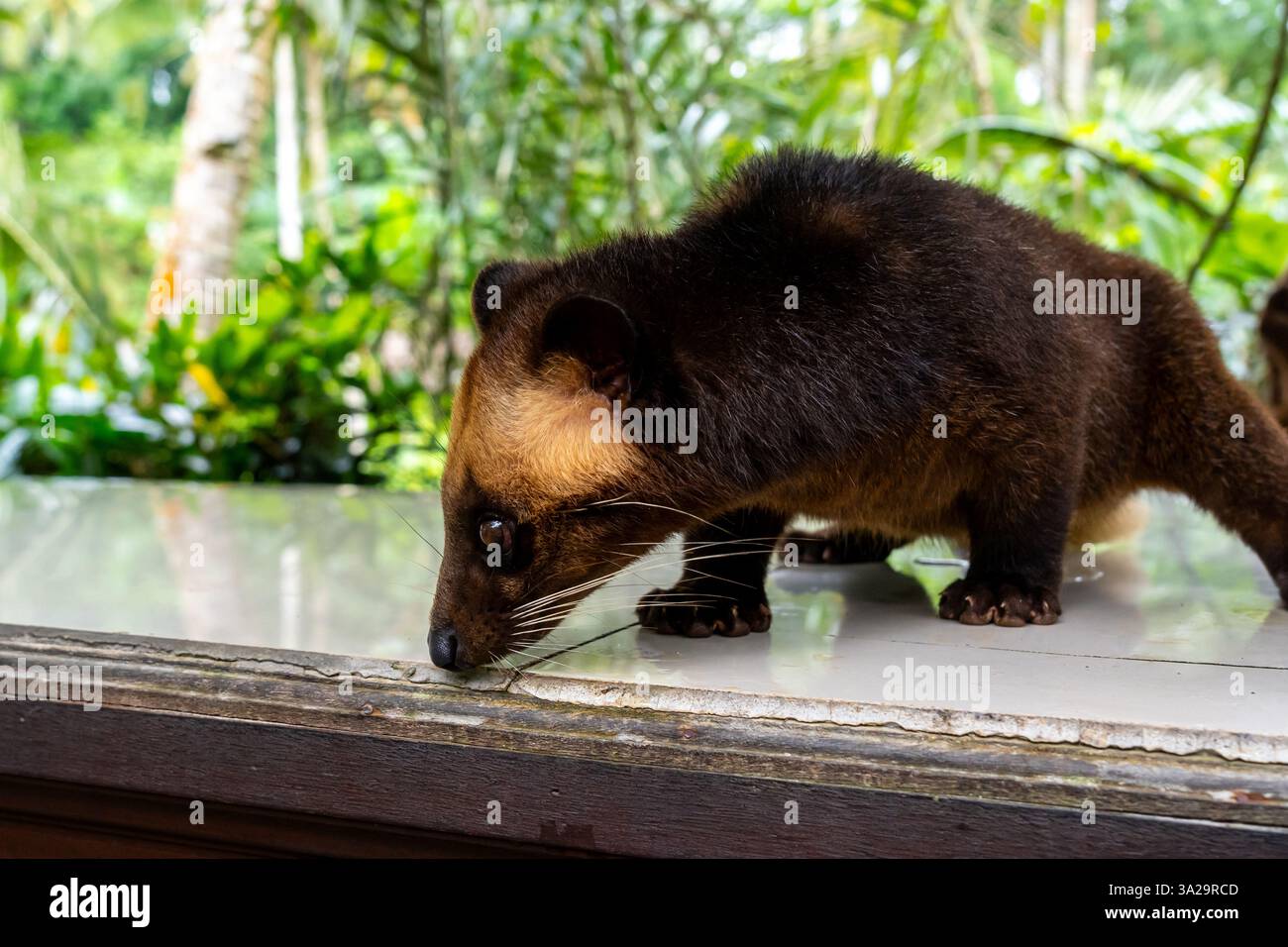 Une civette de palmier asiatique (Paradoxurus hermaphroditus) dans un café en Indonésie. Banque D'Images