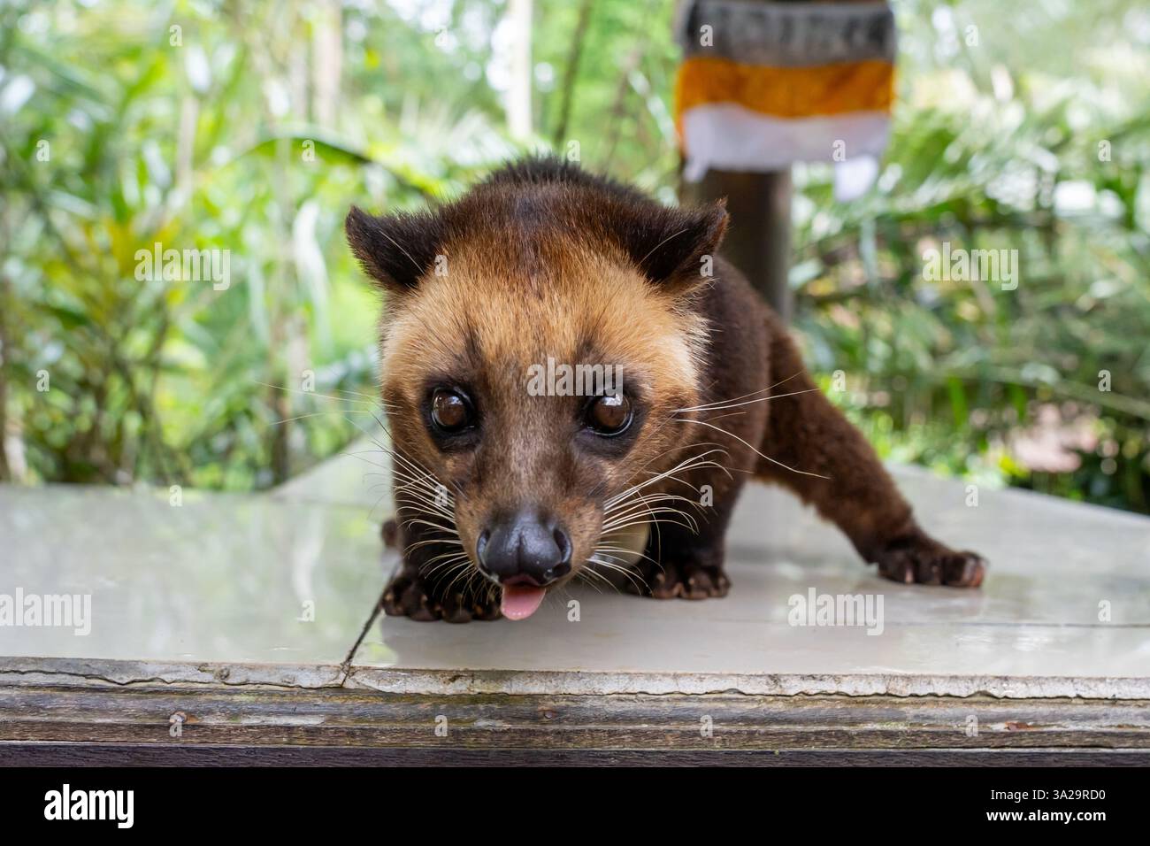 Une civette de palmier asiatique (Paradoxurus hermaphroditus) dans un café en Indonésie. Banque D'Images