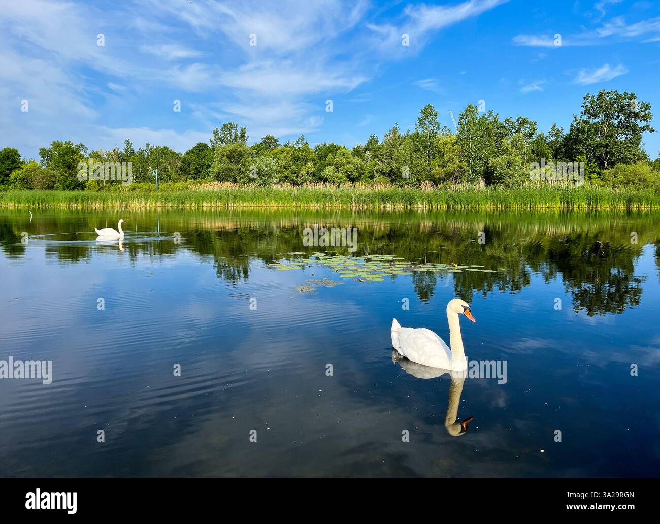 Cygnes nageant dans un étang Banque D'Images