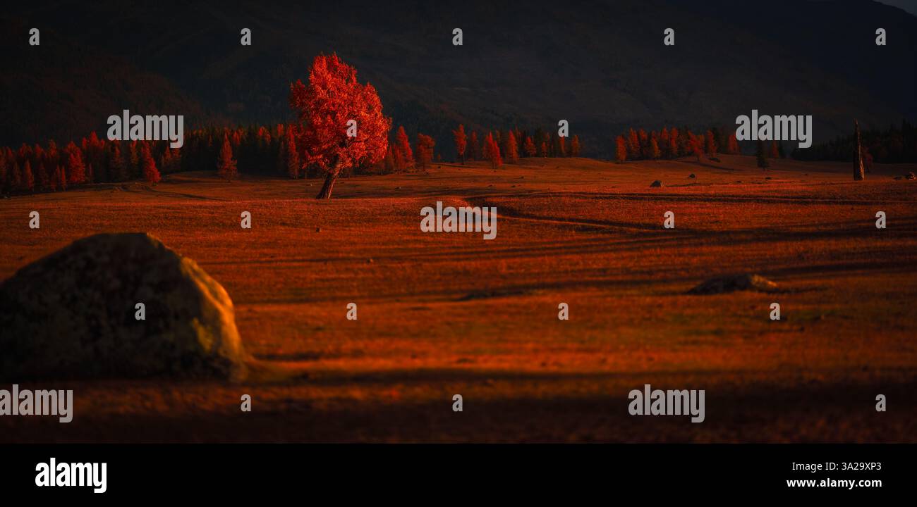 Arbre d'automne vibrant et isolé en plein champ éclairé avec des feuilles saisonnières et une lumière chaude Banque D'Images
