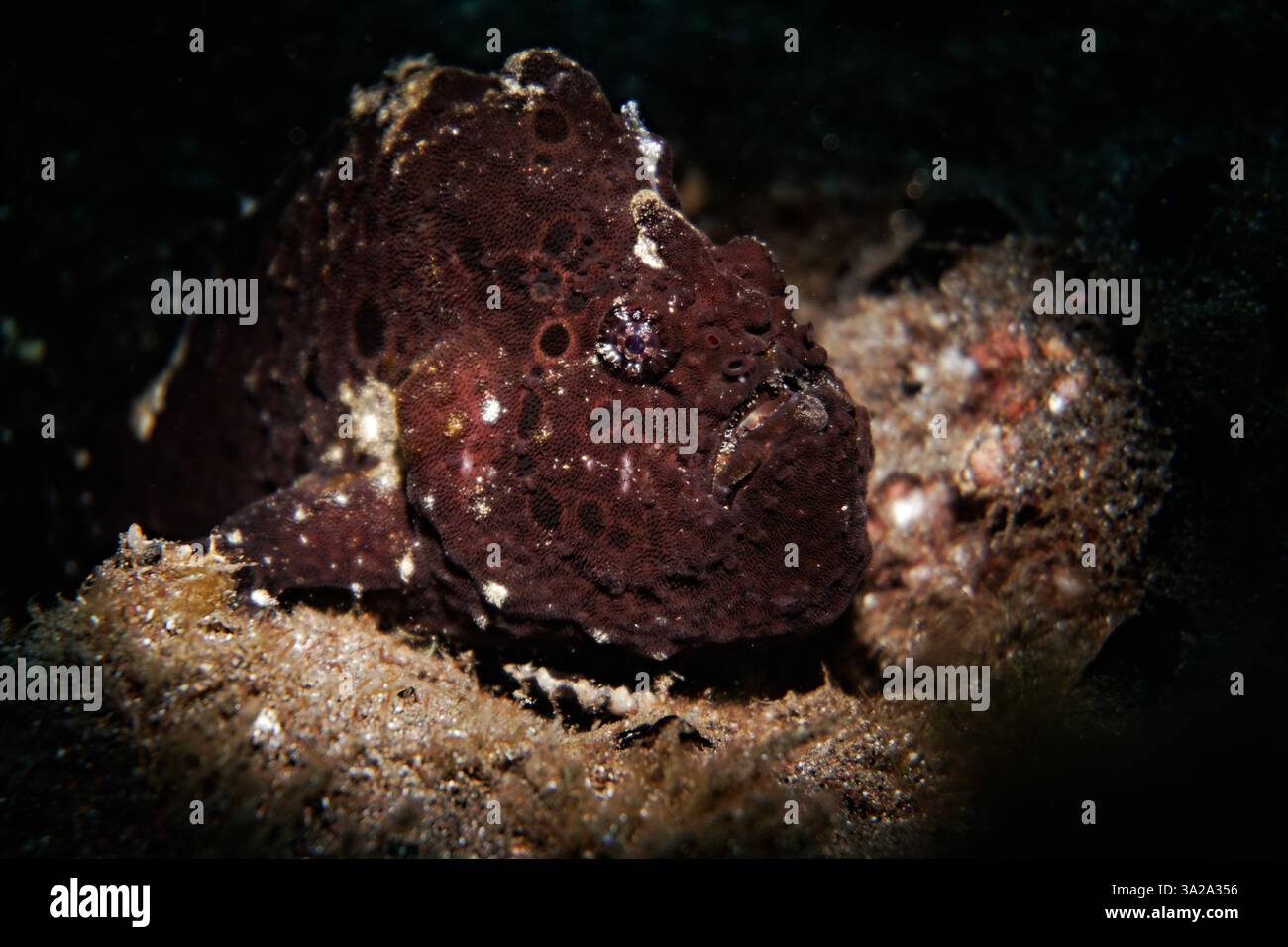 Antennarius pardalis - grenouille léopard Banque D'Images