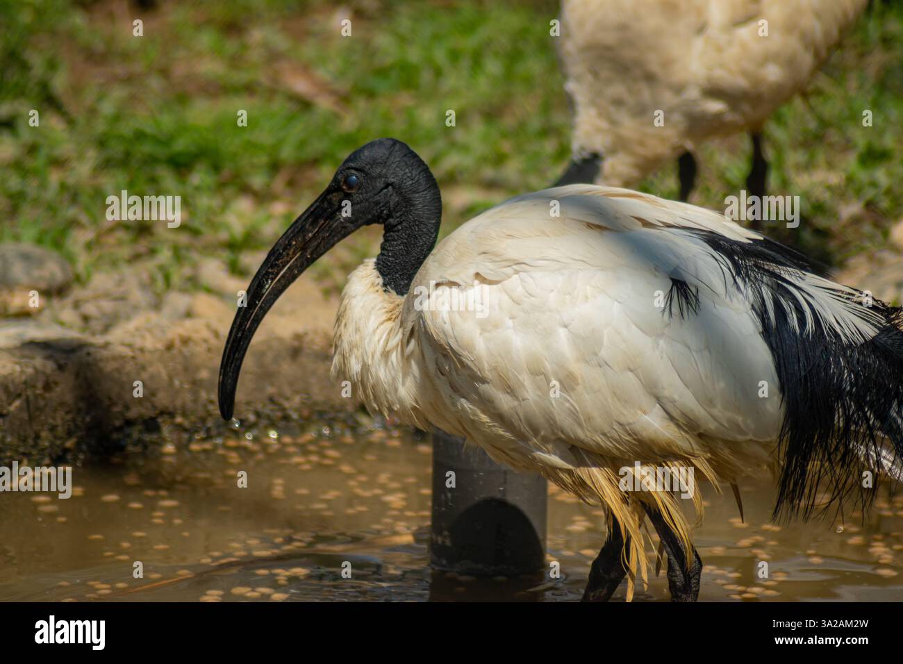 Gros plan d'un ibis sacré avec un long bec courbé, debout près d'une source d'eau avec des plumes mouillées Banque D'Images