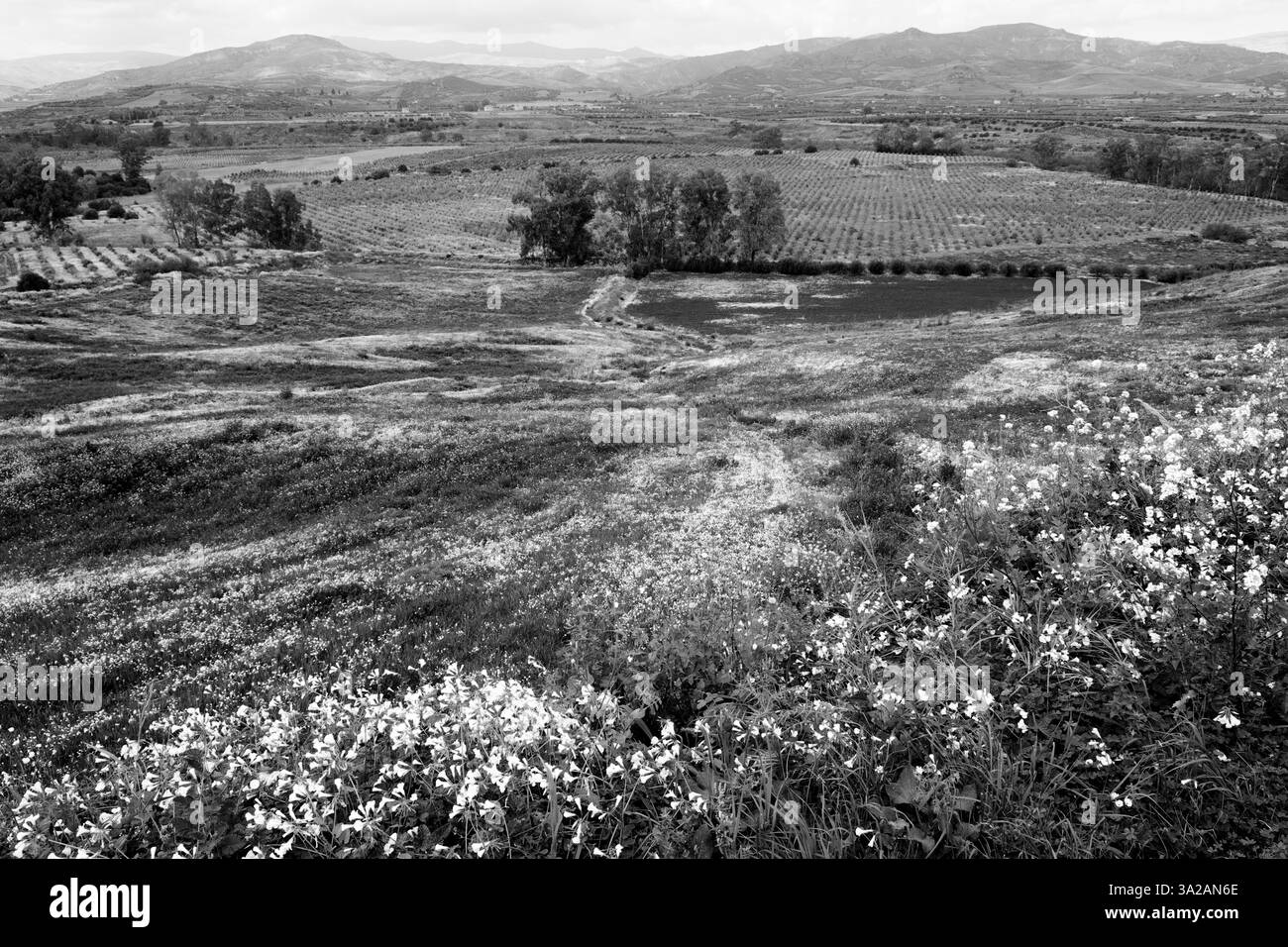 Paysage noir et blanc du début du printemps avec des arbres et des fleurs sauvages en Sicile, Italie Banque D'Images