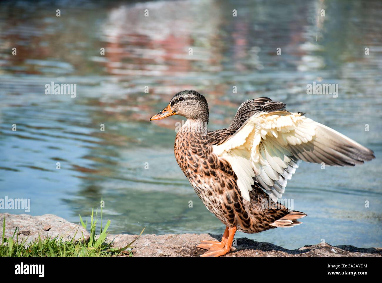 Portrait de côté de canard brun déployant ses ailes près de l'étang Banque D'Images