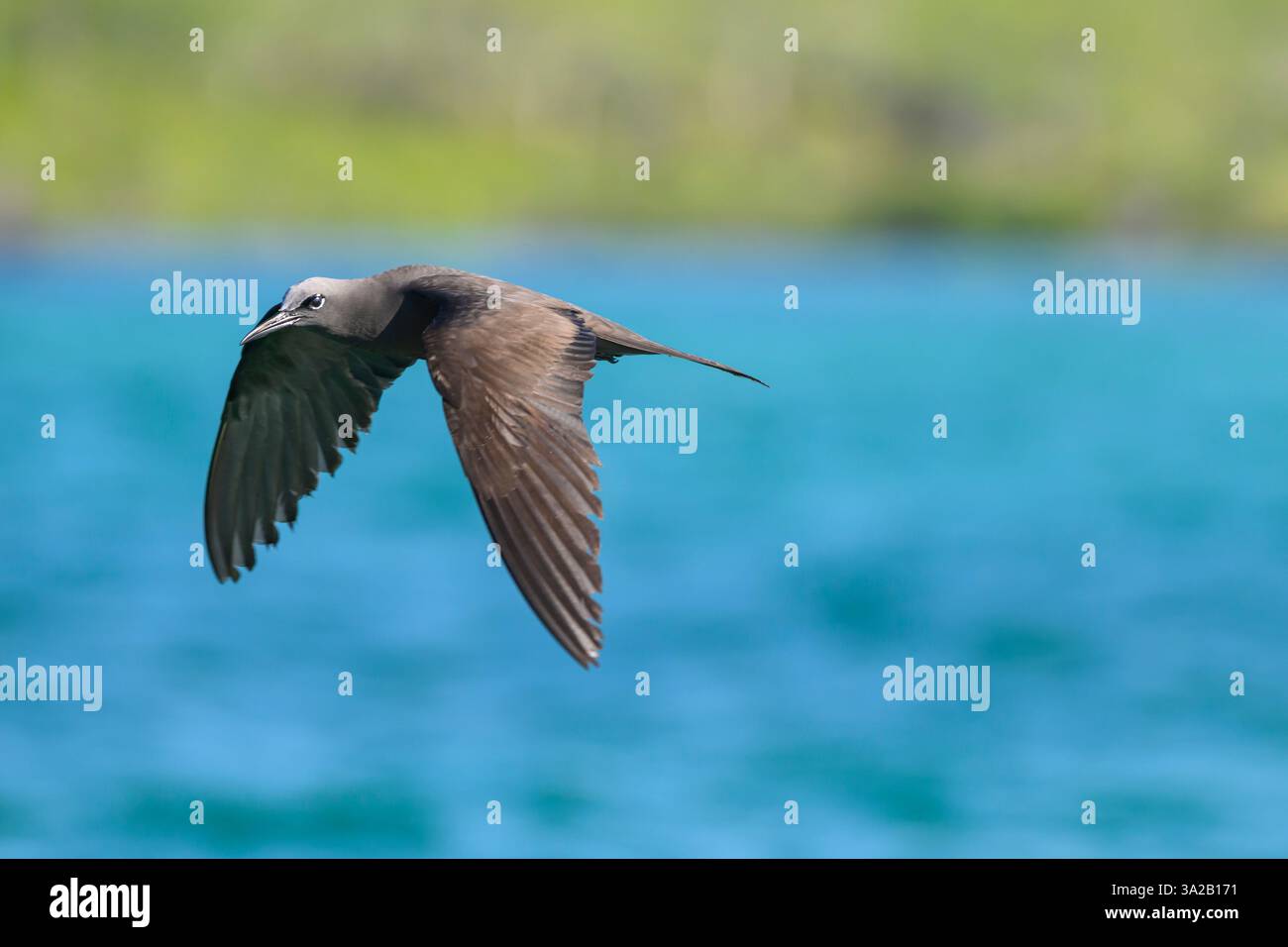 Un Noddy brun des Galapagos (Noddy commun), Anous stolidus galapagensis, survole l'eau de l'île de Santa Cruz, dans le parc national de Galápagos, Équateur Banque D'Images