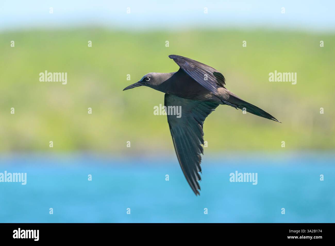 Un Noddy brun des Galapagos (Noddy commun), Anous stolidus galapagensis, survole l'eau de l'île de Santa Cruz, dans le parc national de Galápagos, Équateur Banque D'Images