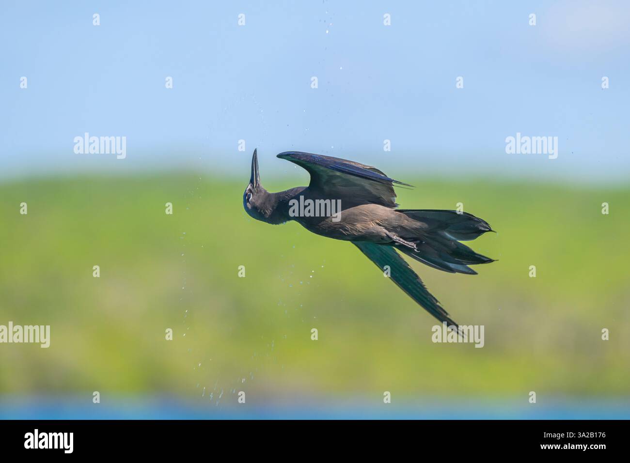 Un Noddy brun des Galapagos (Noddy commun), Anous stolidus galapagensis, secoue l'eau de ses plumes alors qu'il survole l'eau à Santa Cruz Island, Banque D'Images