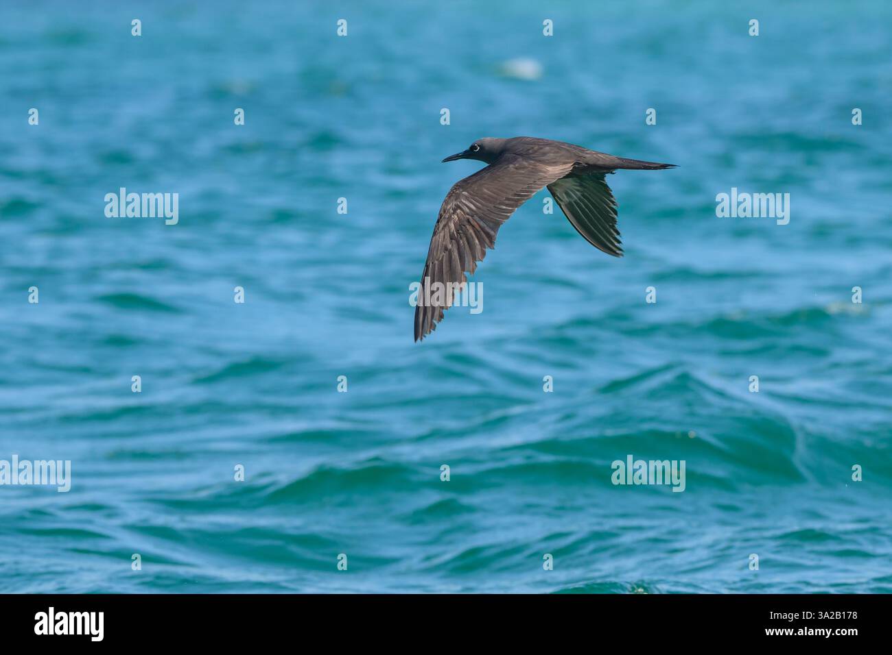 Un Noddy brun des Galapagos (Noddy commun), Anous stolidus galapagensis, survole l'eau de l'île de Santa Cruz, dans le parc national de Galápagos, Équateur Banque D'Images