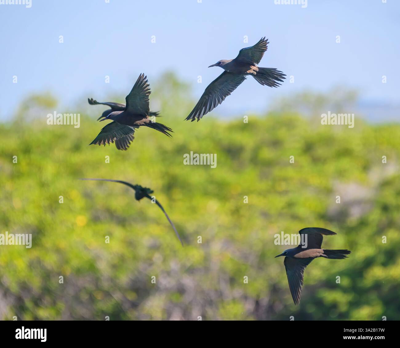 Galapagos Noddies bruns (Noddy commun), Anous stolidus galapagensis, survole l'eau à l'île de Santa Cruz, parc national de Galápagos, Équateur Banque D'Images