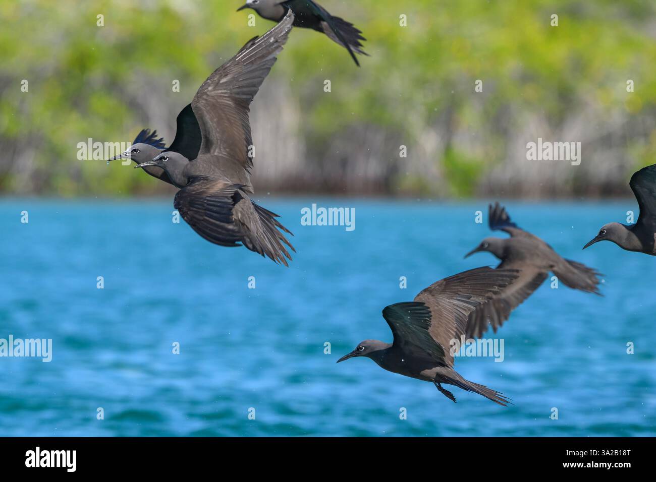 Galapagos Noddies bruns (Noddy commun), Anous stolidus galapagensis, survole l'eau à l'île de Santa Cruz, parc national de Galápagos, Équateur Banque D'Images