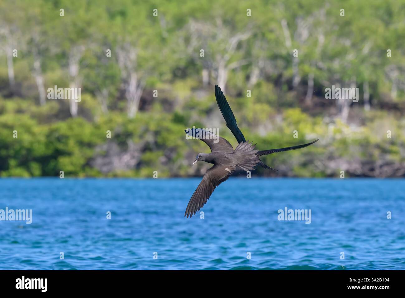 Galapagos Noddies bruns (Noddy commun), Anous stolidus galapagensis, survole l'eau à l'île de Santa Cruz, parc national de Galápagos, Équateur Banque D'Images